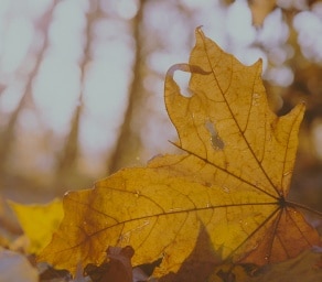 Picture of leaves